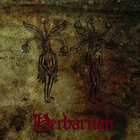 Turdus Merula - Herbarium (CD)